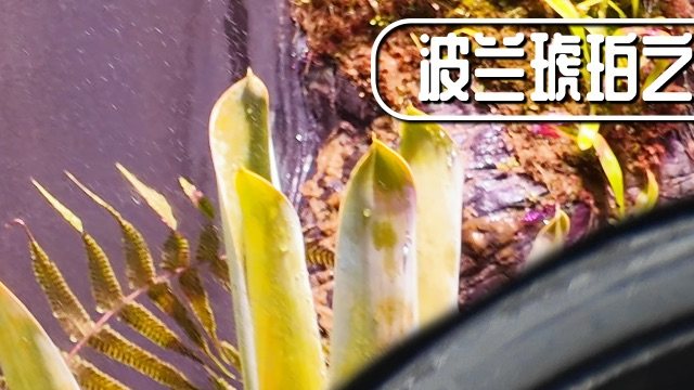 【陈睿】出国上大学，以为误入博物馆！大开眼界！